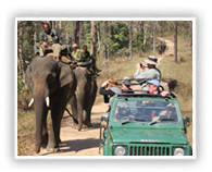 Wildlife tour in India