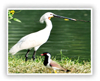 ghana-bird-sanctuary