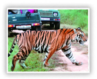 jim-corbett-national-park